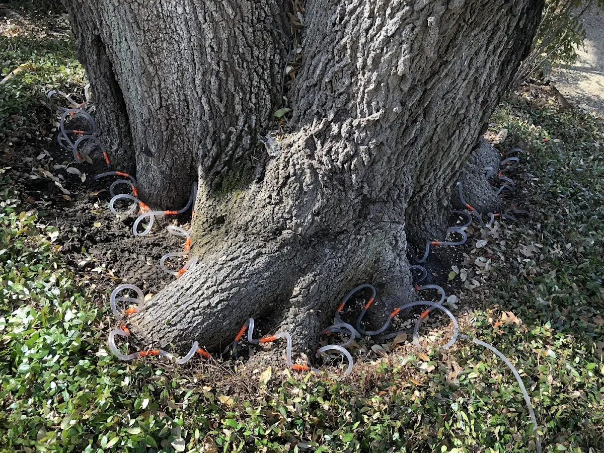 Detailed Tree Cabling and Bracing job site in Great Falls
